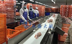 白條雞分揀機(jī)、整鴨分選機(jī)高效取代人工分揀，比人工快5倍