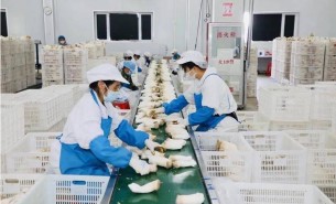 珠海大航的精準(zhǔn)香菇自動稱重組合機可實現(xiàn)高效加工